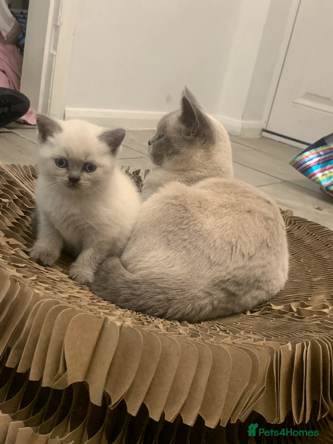 British Shorthair cats for sale: British shorthaired kittens  - Advert 2