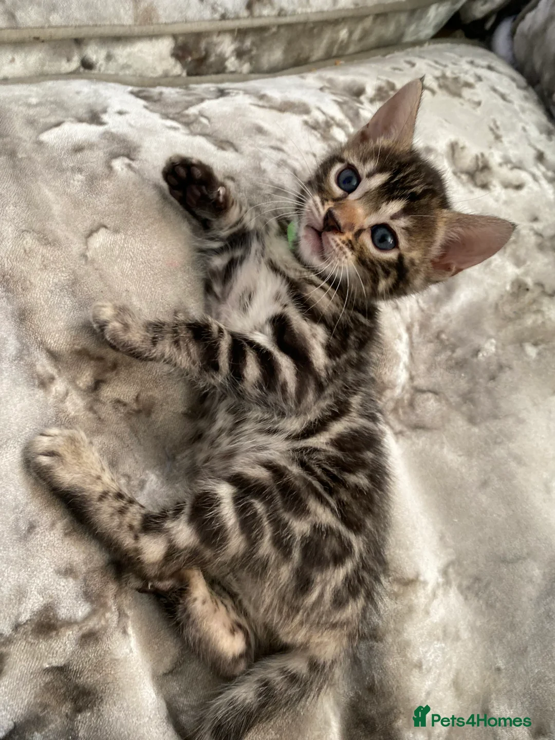 Bengal cats for sale: Silver and Brown Pedigree Bengal Kittens For Sale  - Advert 4