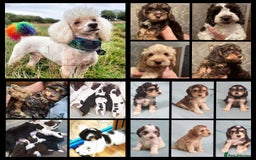 Miniature Poodle dogs for stud: KC registered miniature poodle stud in Bolton - Image 2