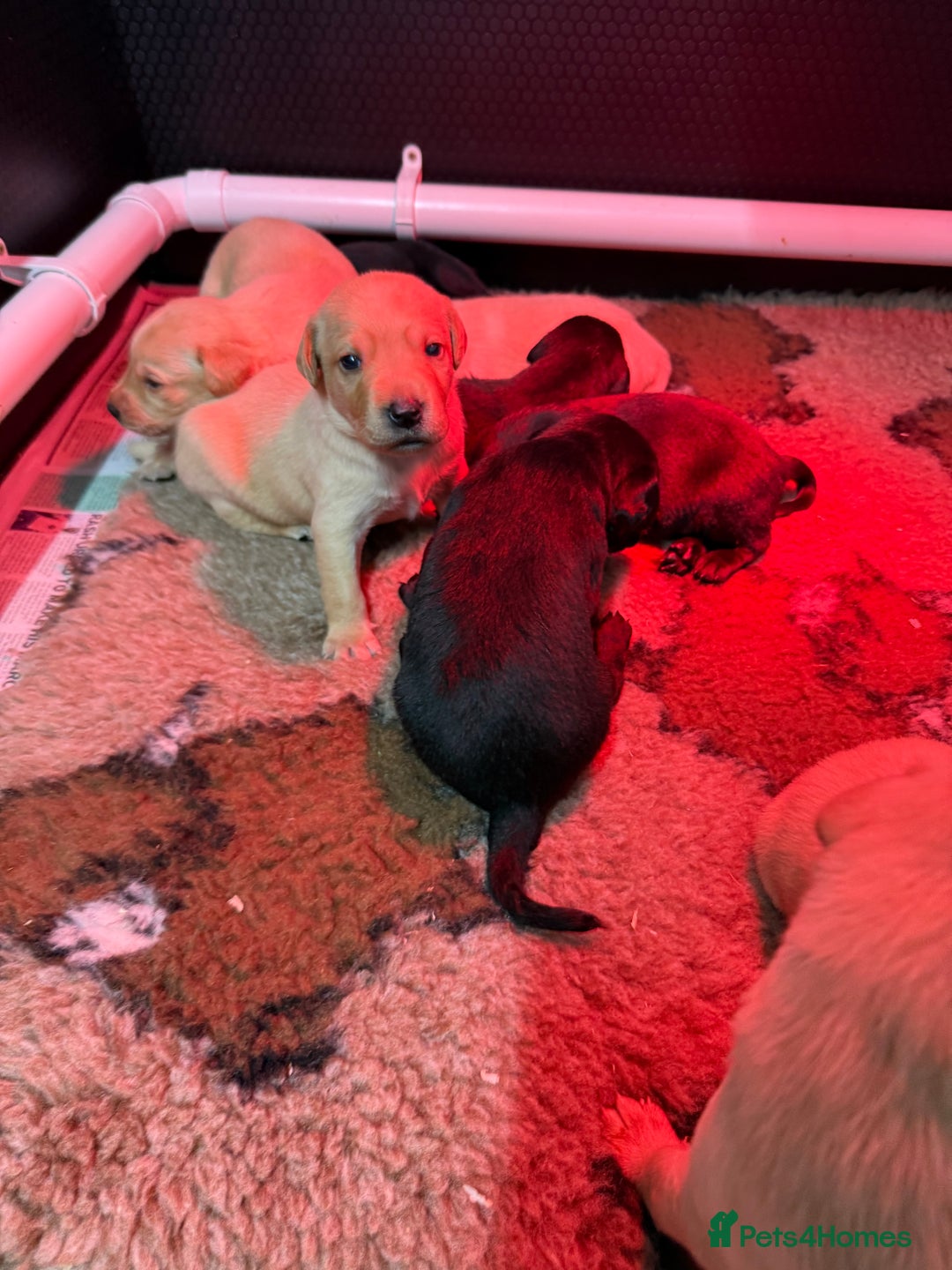 Labrador Retriever dogs for sale: KC Working Labrador Puppies - Image 5