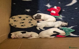 Cocker Spaniel dogs for sale: Lovely little working cocker spaniels - Image 3