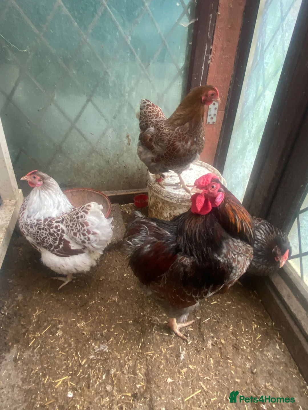 Chickens poultry for sale: Beautiful chicken , eggs , see details for price  - Advert 13