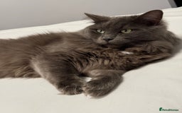 Maine Coon cats for sale: 3 stunning babies left - Image 15