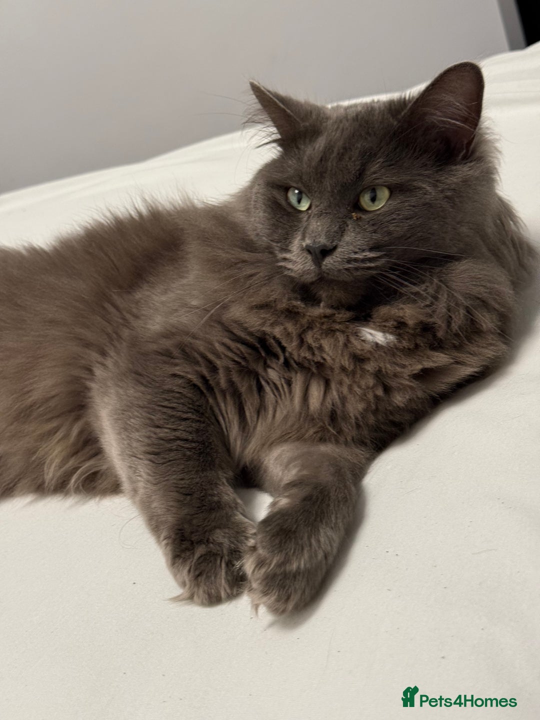 Maine Coon cats for sale: 3 stunning babies left - Image 15