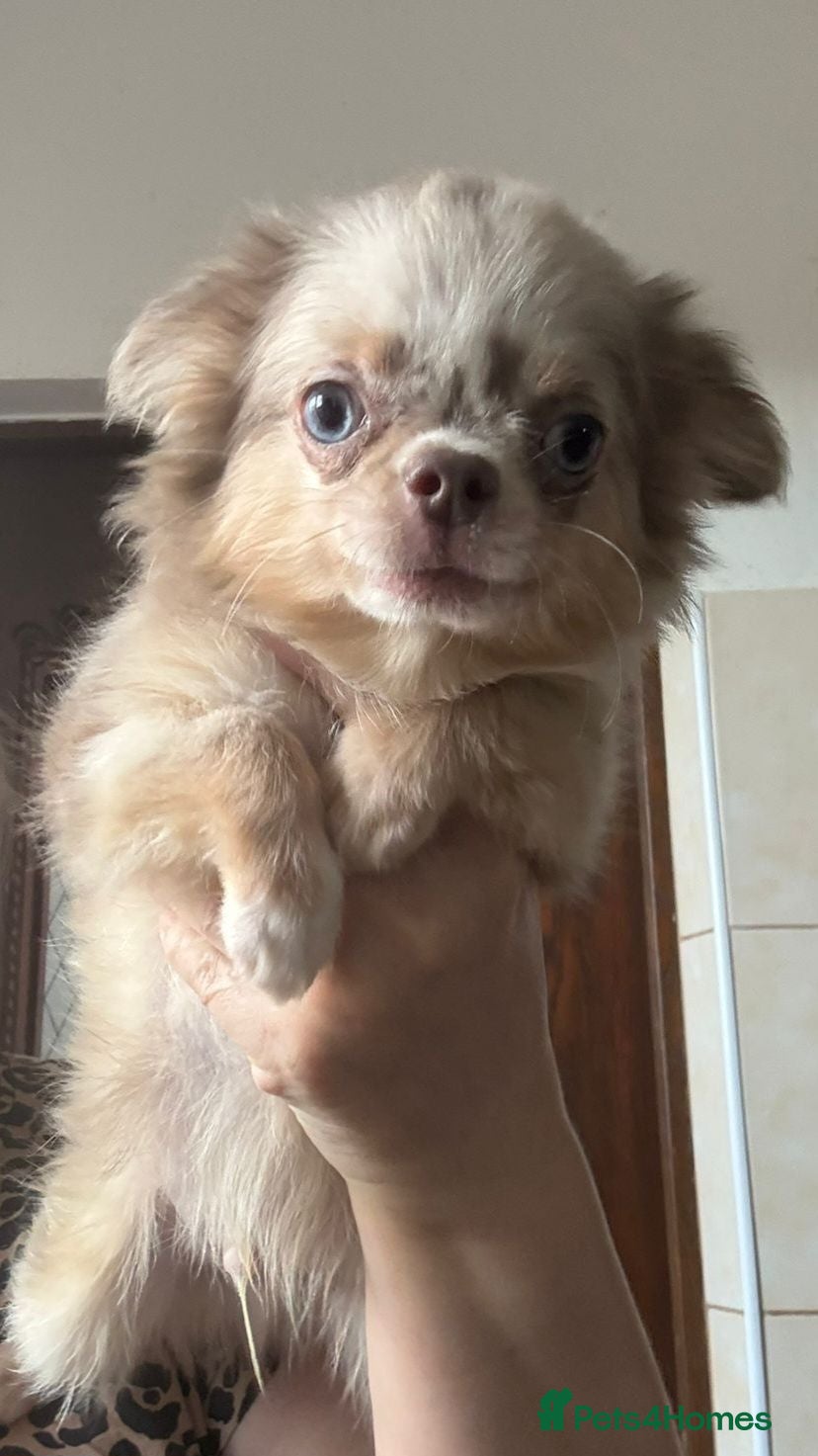 Chihuahua dogs Chihuahua boy lilac marble with blue eyes  - Advert 11