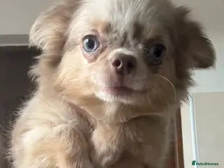 Chihuahua dogs Chihuahua boy lilac marble with blue eyes - Advert 11