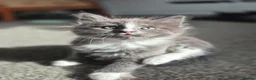 British Longhair cats for sale: Litter of 6 kittens - Advert 34