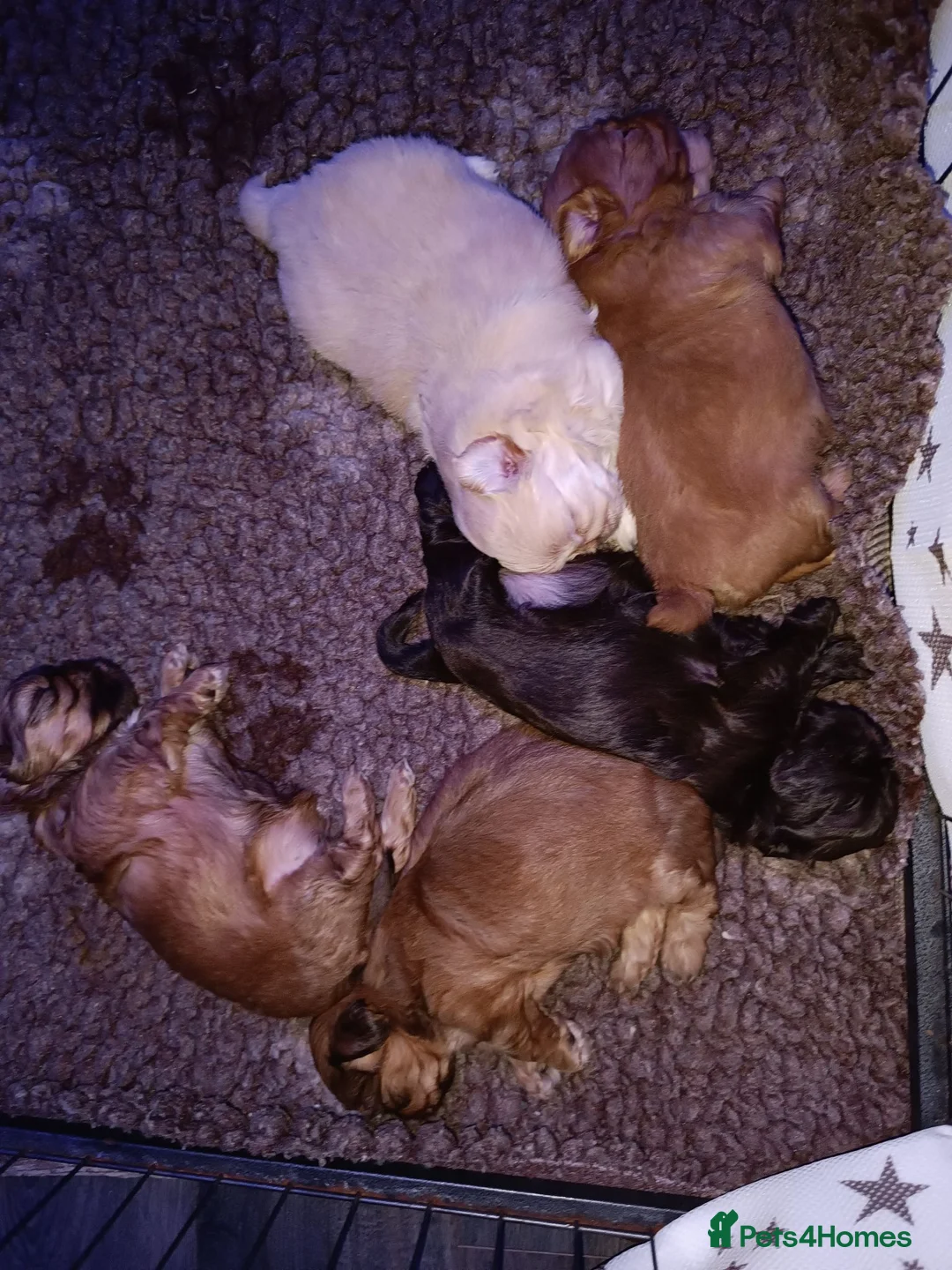 Shih Tzu dogs for sale: Imperial shih tzus - Advert 1