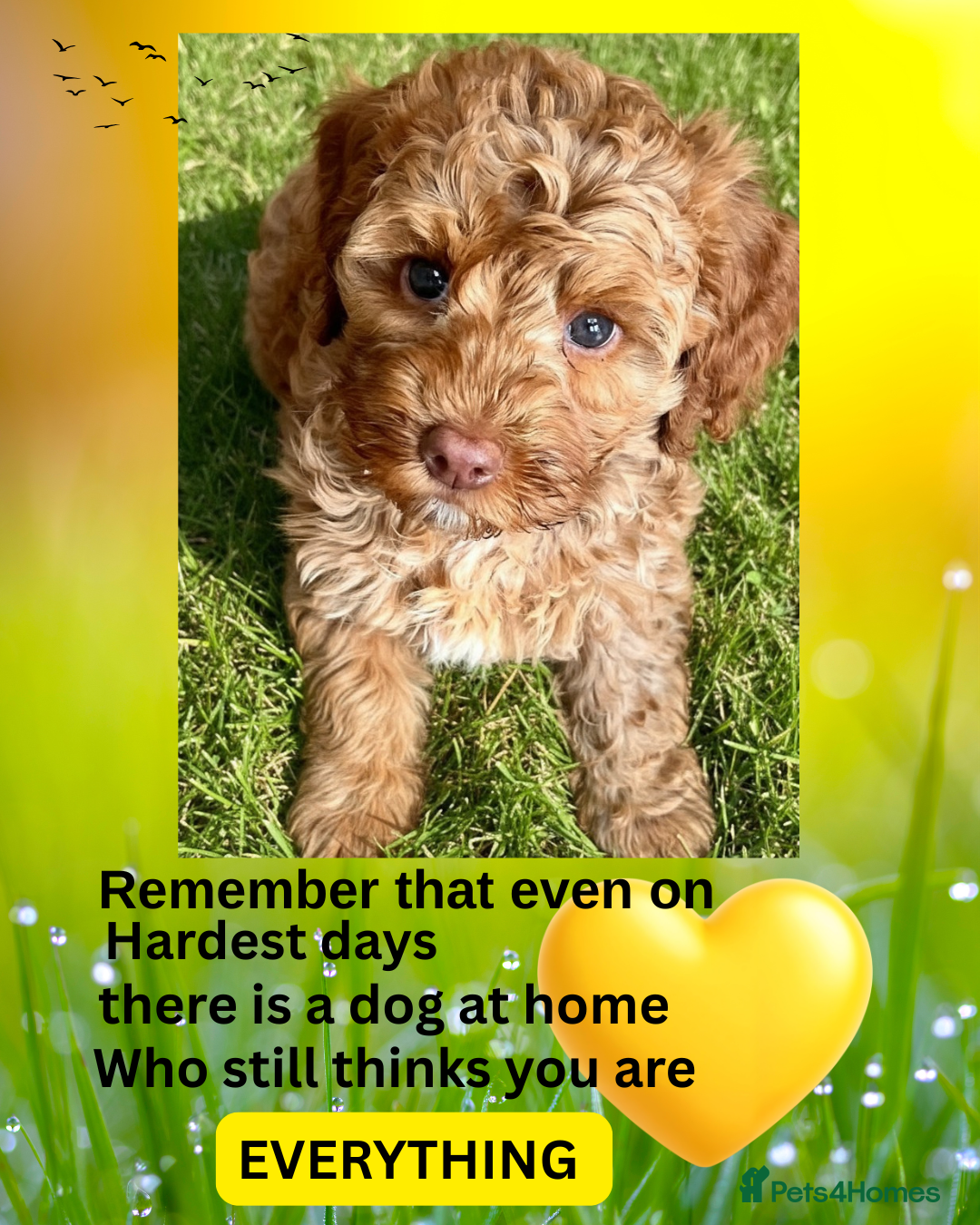 Australian Labradoodle dogs ♥️Adorable girl Pup♥️Australian labradoodle - Advert 2