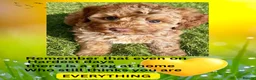 Australian Labradoodle dogs for sale: ♥️♥️price drop/Lovely girl/Australian labradoodle - Advert 19