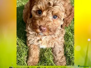 Australian Labradoodle dogs ♥️Adorable girl Pup♥️Australian labradoodle - Advert 2