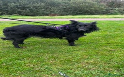 Mixed Breed dogs for adoption: Meet Dixie, currently residing in Wiltshire  - Advert 2