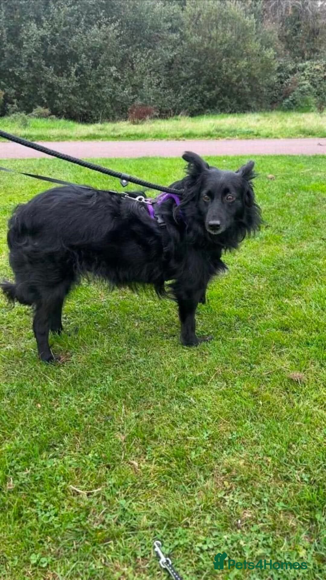 Mixed Breed dogs for adoption: Meet Dixie, currently residing in Wiltshire  - Advert 2
