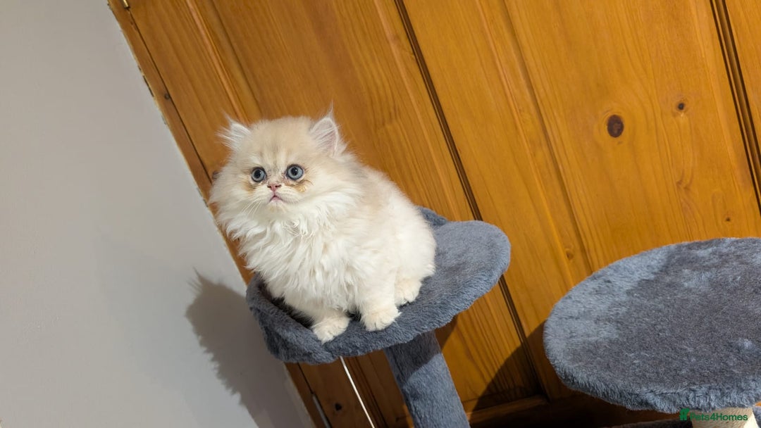 British Shorthair cats for sale: One lovely girl and three handsome boys  - Image 7