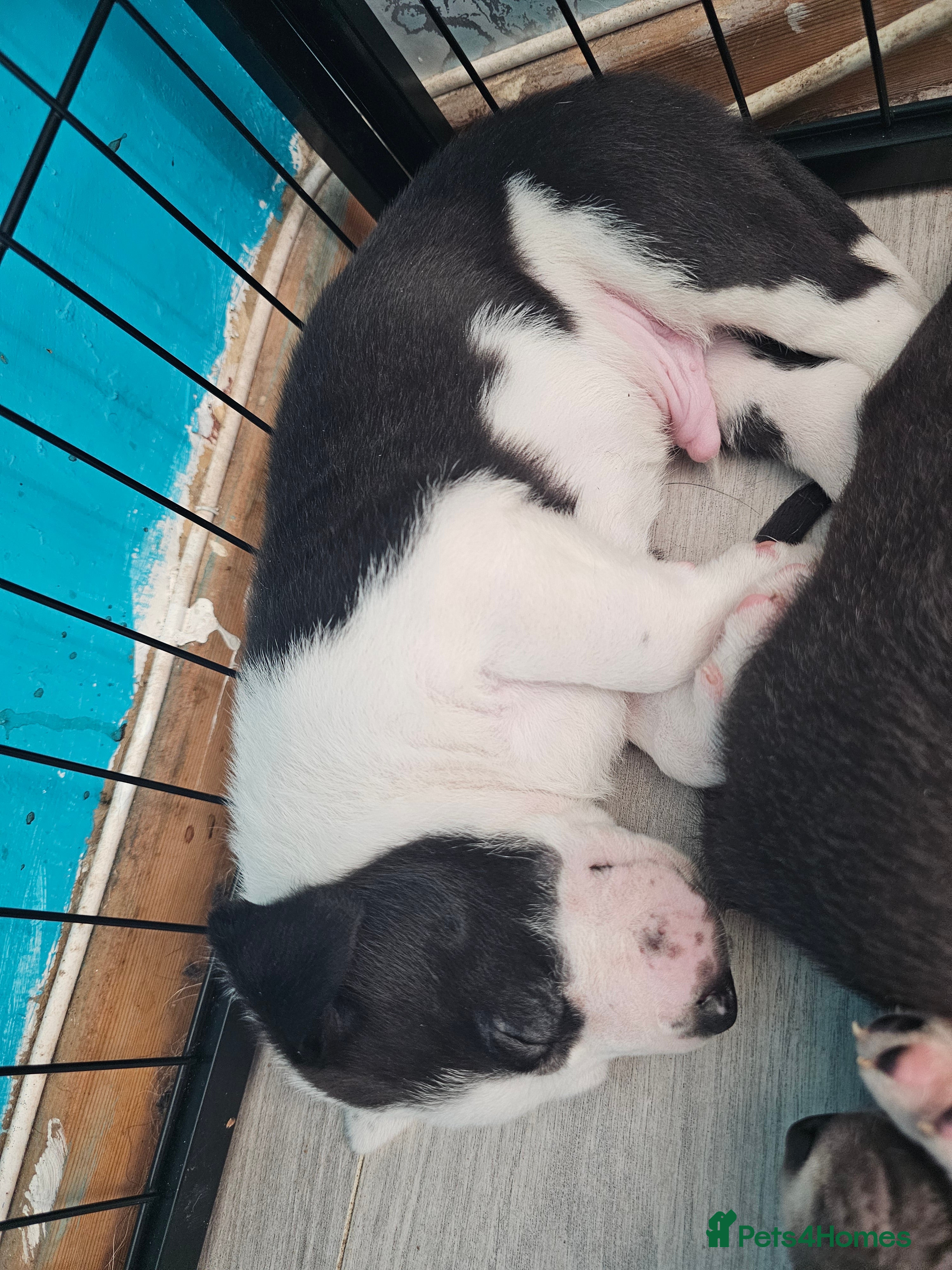 Mixed Breed dogs 6 puppies - Advert 2