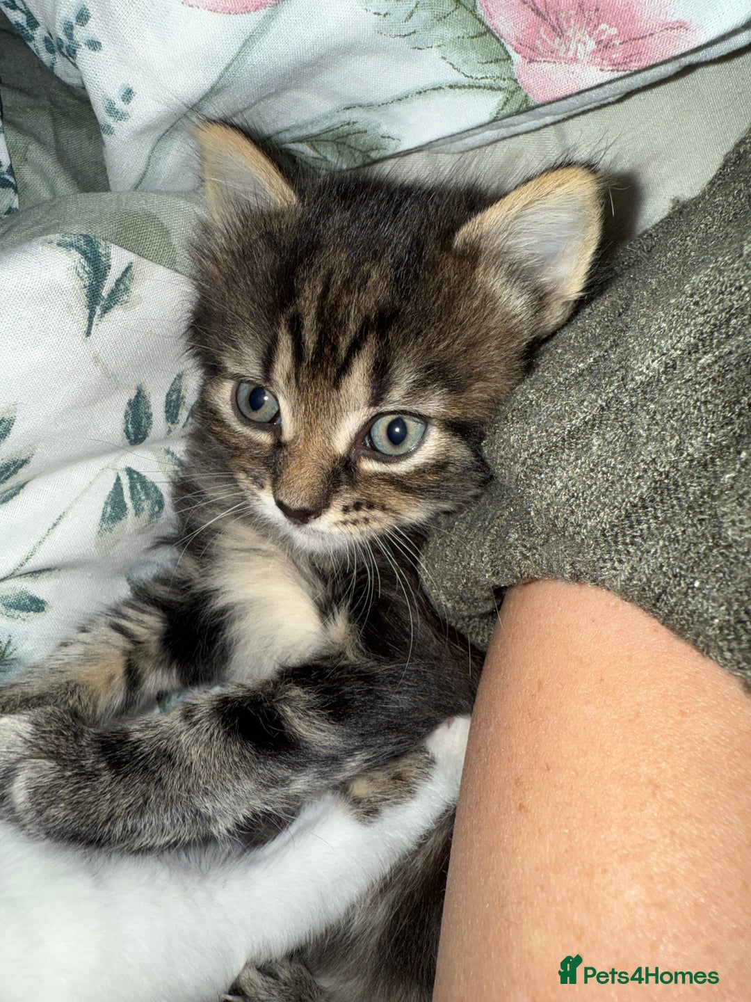 British Longhair cats for sale: Beautiful female kitten - Advert 2