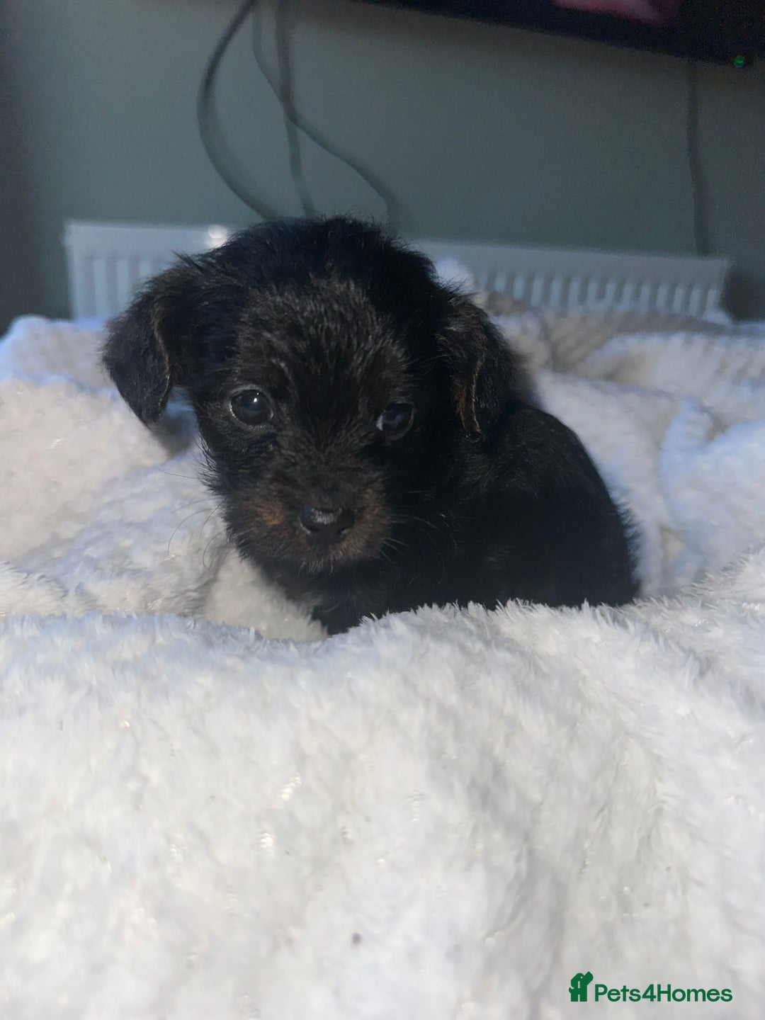 Mixed Breed dogs for sale: Yorkiepoo - Advert 3