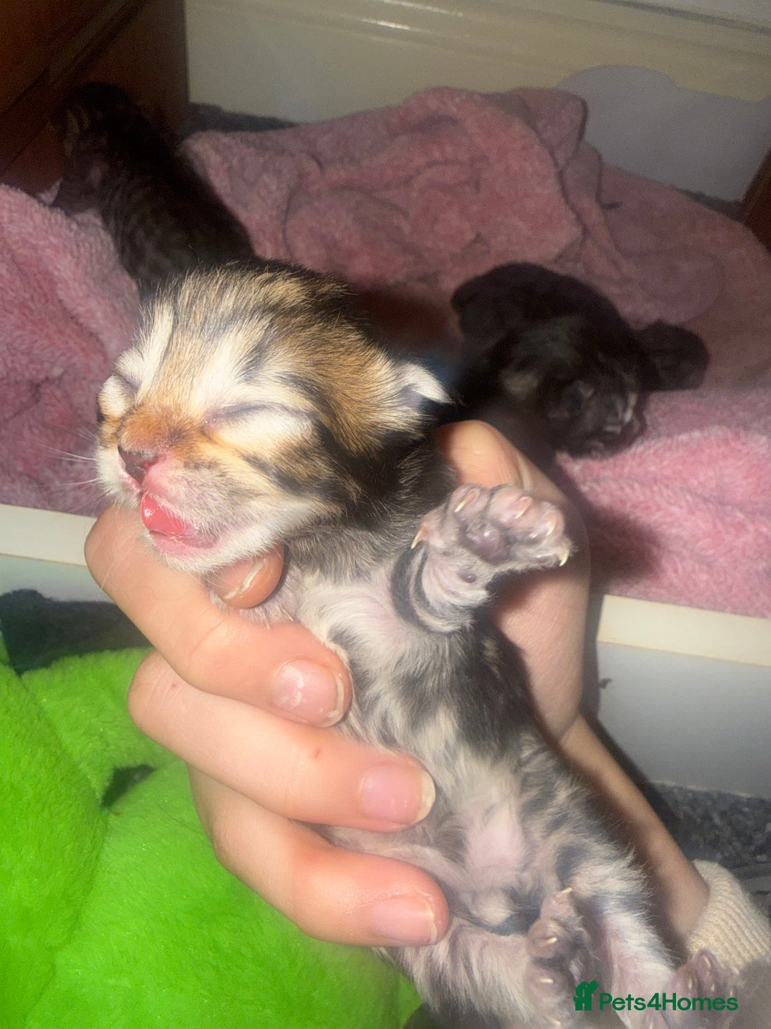 Persian cats for sale: Persian kittens  - Advert 6