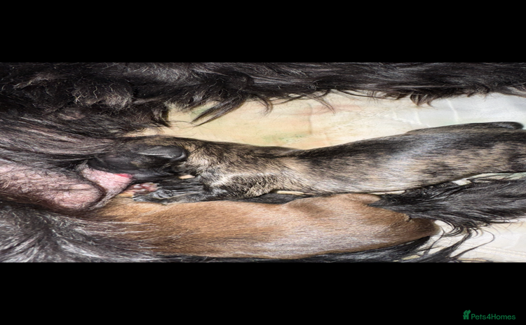 Mixed Breed dogs - Advert 8
