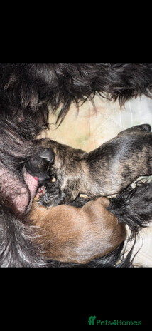 Mixed Breed dogs - Advert 4