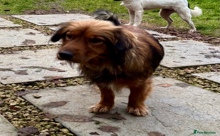 Border Collie dogs Joker: The Dog They Threw Away Like Trash - Advert 4