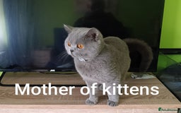 British Shorthair cats for sale: Blue British Shorthair kittens - Image 1