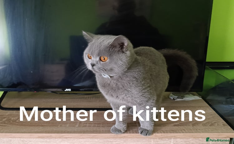 British Shorthair cats - Advert 16