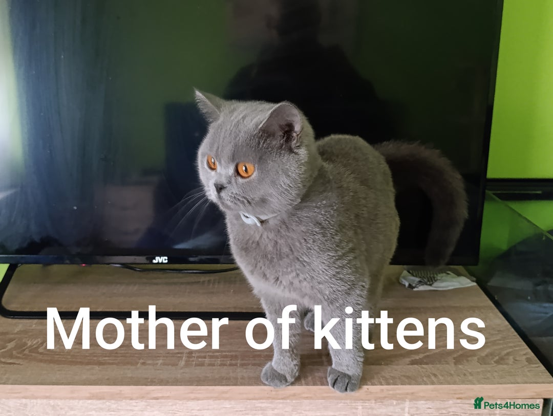 British Shorthair cats for sale: Blue British Shorthair kittens - Image 1