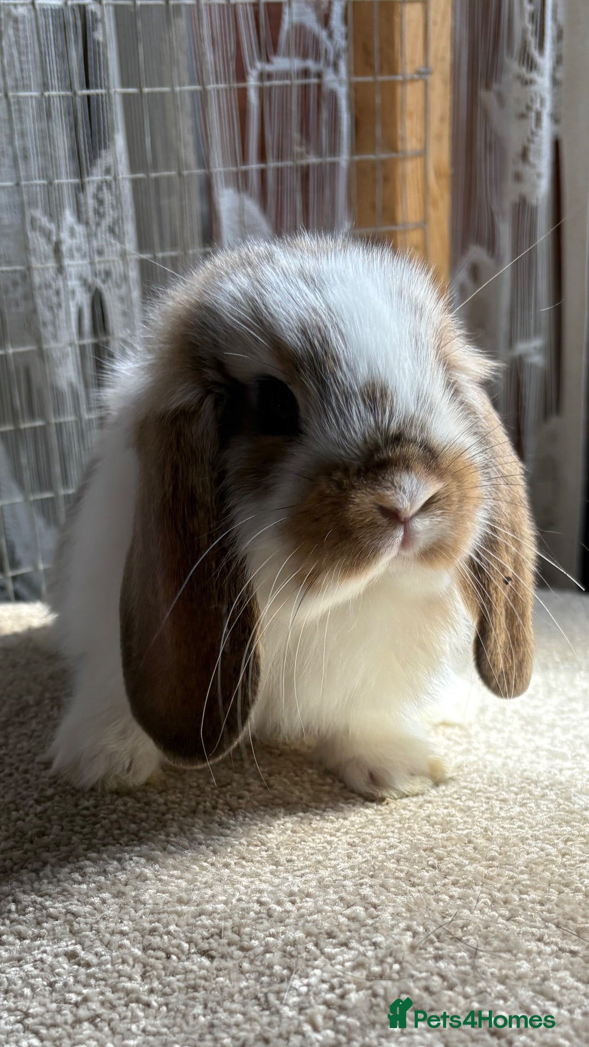 Mini Lop rabbits Germans only available now, minis rehomed  - Advert 22