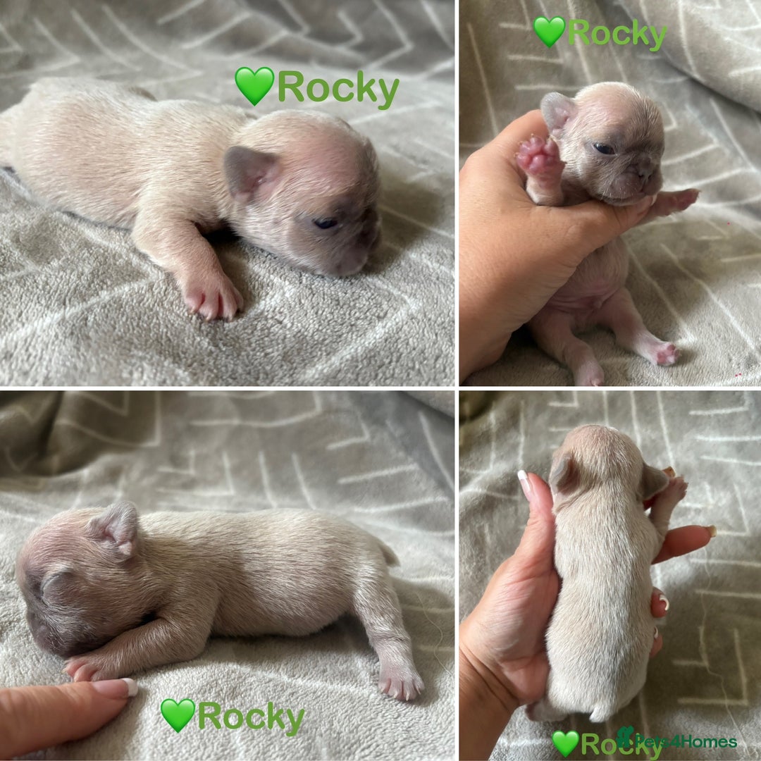 French Bulldog dogs for sale: French Bull Dog Puppies - Advert 10