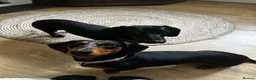 Miniature Dachshund dogs for sale: Two miniature dachshunds - male & female 13 months - Advert 4