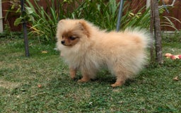 Pomeranian dogs for sale: Last two girls available. Tiny, Rare Pomeranian in Boston - Image 5