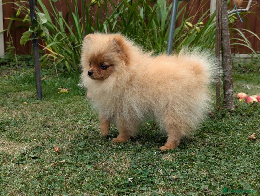 Pomeranian dogs for sale: Last two girls available. Tiny, Rare Pomeranian in Boston - Image 5