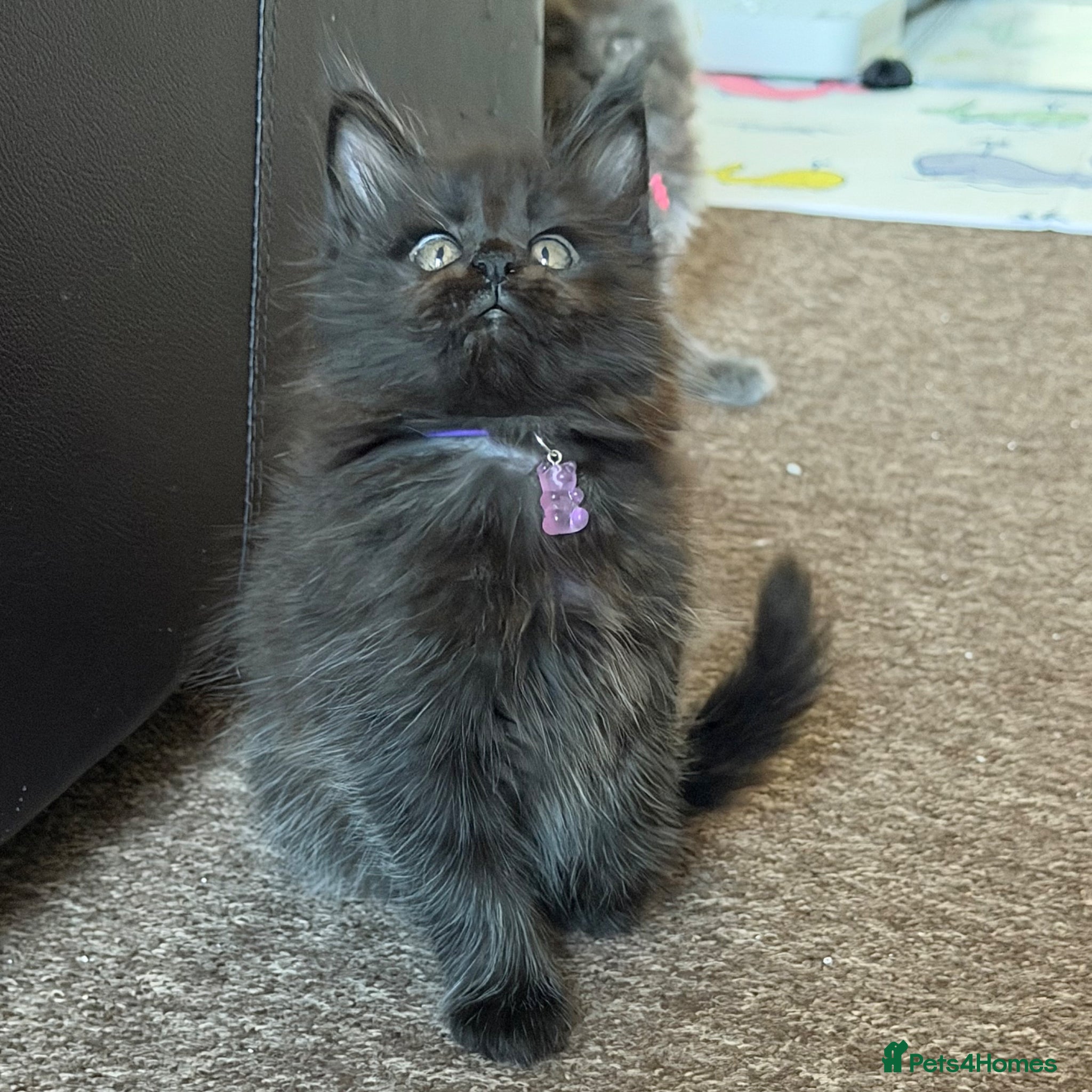 Maine Coon cats Last Girl - Gentle, Playful, Affectionate  - Advert 2