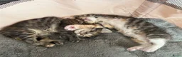 Mixed Breed cats for sale: Beautiful bengal / mixed breed kittens  in Harlow - Advert 5