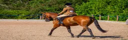 Irish Thoroughbred horses for sale: Thatbeatsbanagher in Leyburn - Advert 2