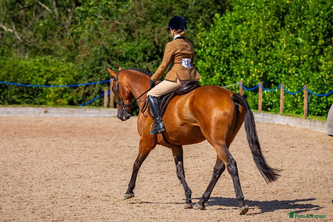 Irish Thoroughbred horses for sale: Thatbeatsbanagher in Leyburn - Advert 2