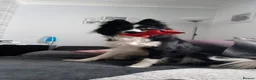 Border Collie dogs for sale: Looking for a forever home - Advert 9