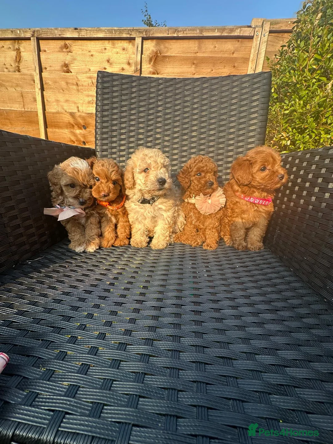 Maltipoo dogs for sale: Gorgeous extra mini Asian maltipoo puppy  - Advert 1