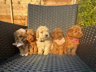 Maltipoo dogs Gorgeous extra mini Asian maltipoo puppy - Advert 1