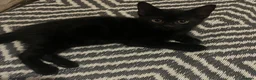 Mixed Breed cats for sale: 4 adorable kittens  - Advert 9