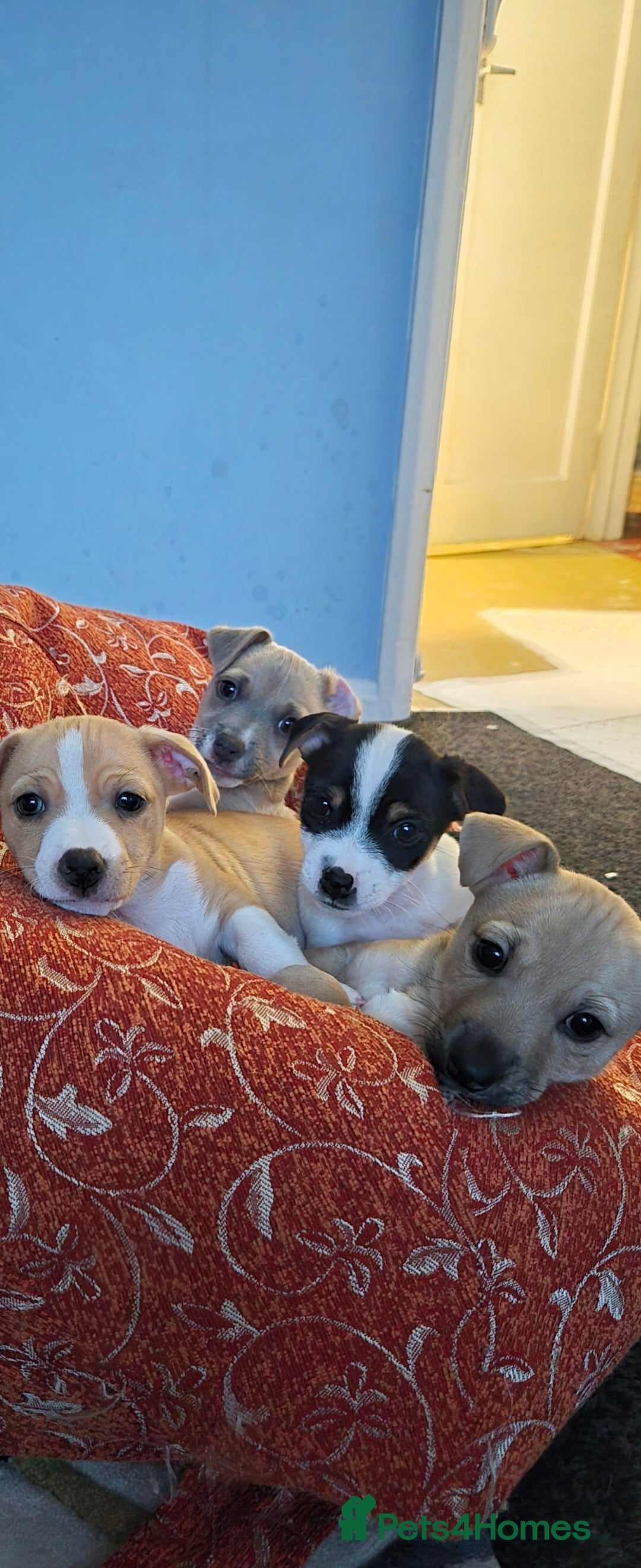 Jack Russell dogs for sale: Jack Russell puppies  - Advert 22
