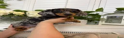 Dachshund dogs for sale: Miniature dachshund puppies ready for new homes in Liverpool - Advert 4