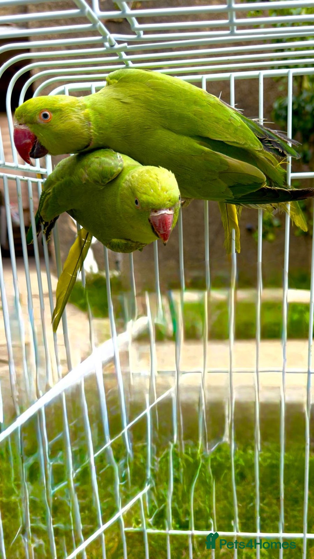 Ringnecks birds for sale: birds - Image 3