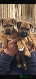 Mixed Breed dogs Strong terriers - Advert 10