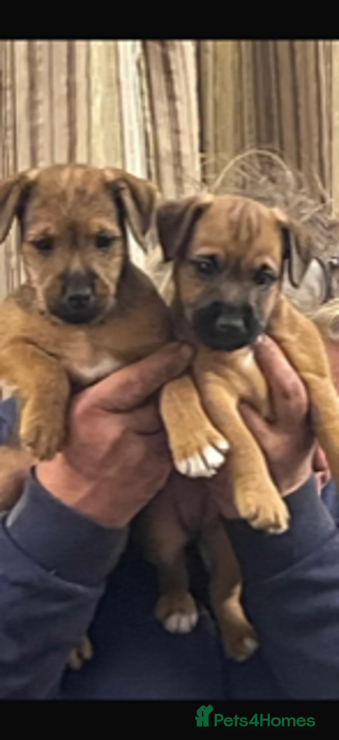 Mixed Breed dogs for sale: Strong terriers - Advert 2