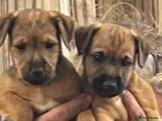 Mixed Breed dogs Strong terriers - Advert 10