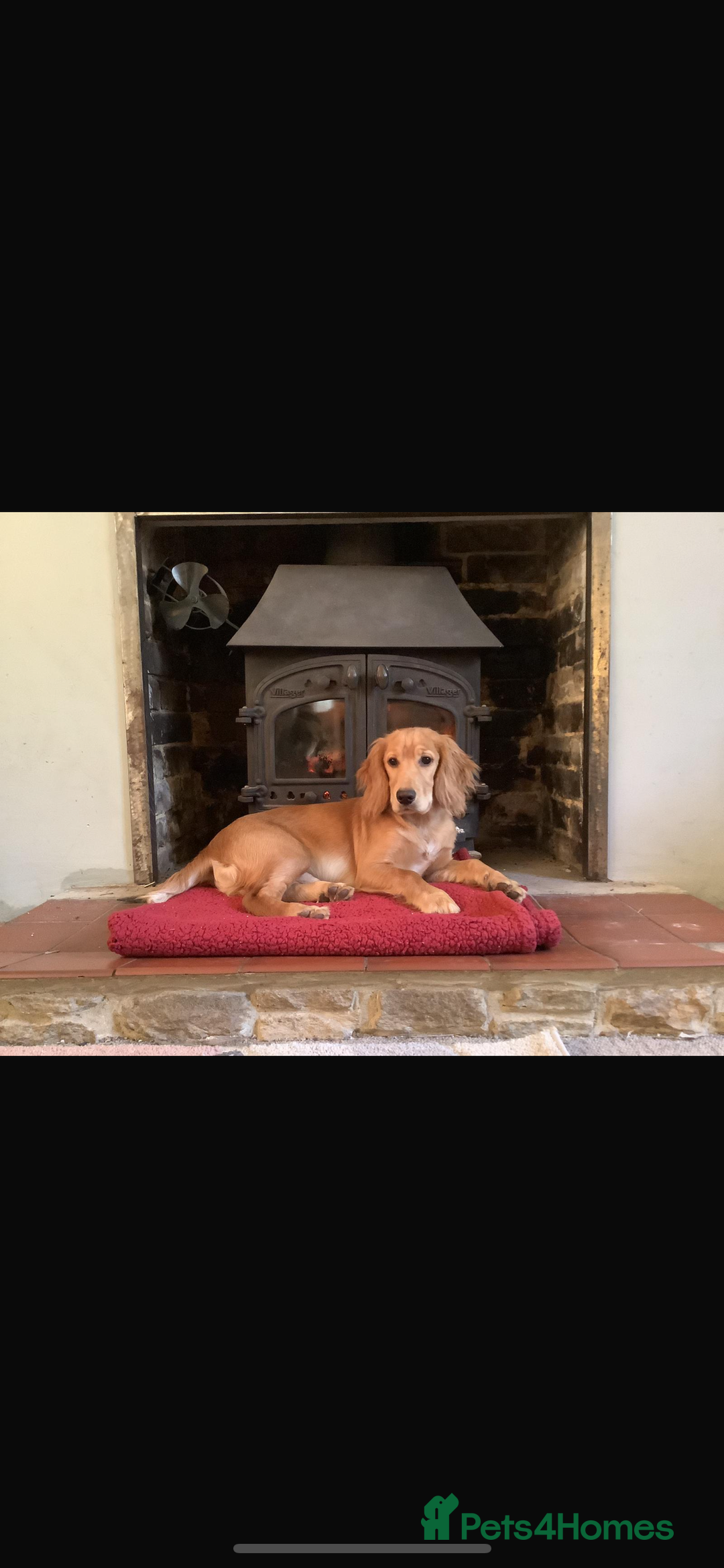 Sprocker dogs for sale: 3 Sprocker pups left!! - Advert 2