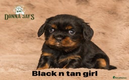 Cavalier King Charles Spaniel dogs for sale: Donna Jays old school type cavalier King Charles  - Image 15