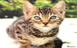 Bengal cats for sale: CUTE SNOW & BROWN BENGAL KITTENS (TICA REG) - Image 14